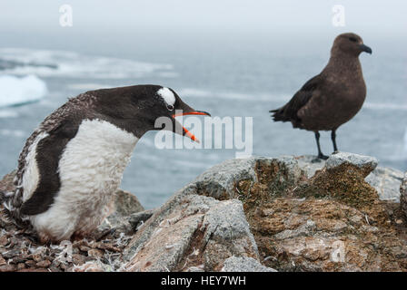 Gentoo Penguin Mauser Nest in der Nähe der South Polar Skua wurde destilliert Stockfoto