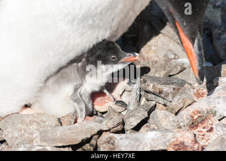 frisch geschlüpften Küken Gentoo Penguin auf den weiblichen Beinen sitzend Stockfoto