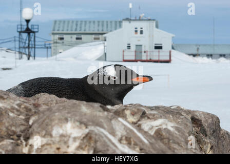 Portrait von Gentoo Pinguin auf einem Hintergrund der Antarktis Station Stockfoto