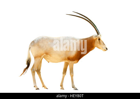 Scimitar-horned Oryx-Antilopen (Oryx Dammah) Stockfoto