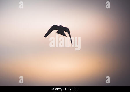 Foto von einer Taube fliegen in den Himmel Stockfoto