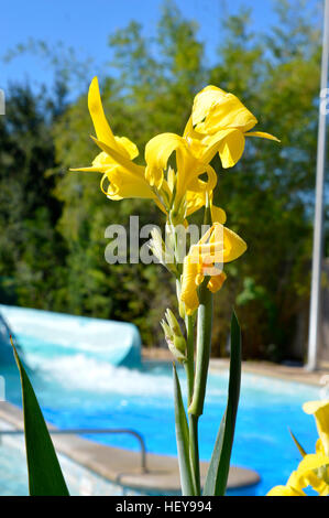 Gelbe Flagge Iris lateinische Name Iris pseudacorus Stockfoto