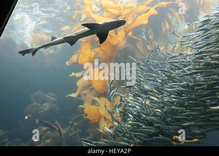 Monterey Bay Aquarium, Kalifornien, USA, Vereinigte Staaten von Amerika, Stockfoto