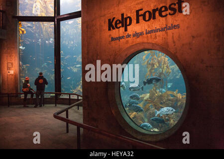 Monterey Bay Aquarium, Kalifornien, USA, Vereinigte Staaten von Amerika, Stockfoto