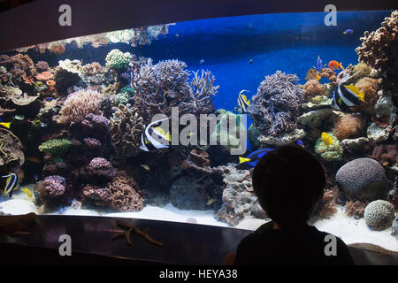 Monterey Bay Aquarium, Kalifornien, USA, Vereinigte Staaten von Amerika, Stockfoto