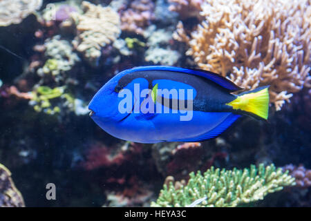 Monterey Bay Aquarium, Kalifornien, USA, Vereinigte Staaten von Amerika, Stockfoto