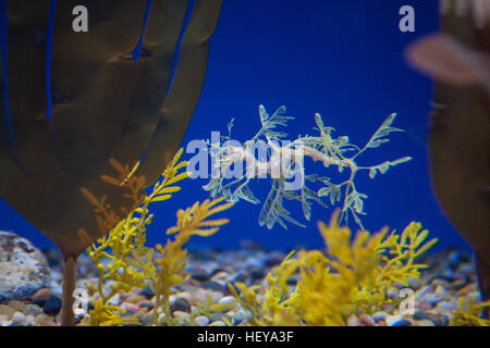 Monterey Bay Aquarium, Kalifornien, USA, Vereinigte Staaten von Amerika, Stockfoto