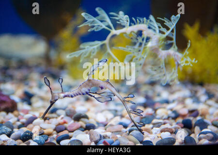 Monterey Bay Aquarium, Kalifornien, USA, Vereinigte Staaten von Amerika, Stockfoto