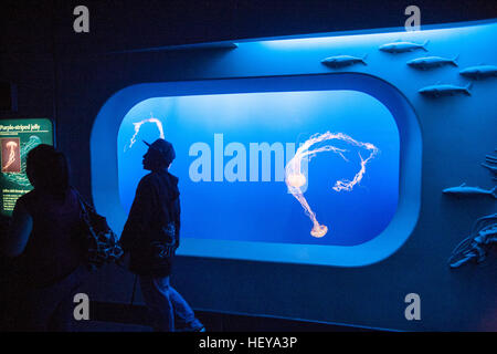 Monterey Bay Aquarium, Kalifornien, USA, Vereinigte Staaten von Amerika, Stockfoto