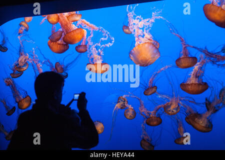 Monterey Bay Aquarium, Kalifornien, USA, Vereinigte Staaten von Amerika, Stockfoto
