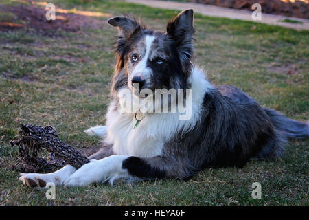 Australischer Koolie x Border Collie Dog, mit typisch halbschwarzem Gesicht und sektoraler Heterochromie (gemischte Augen) Stockfoto