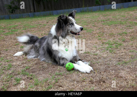 Männlich blau Merle Australian Koolie x Border Collie Hund in Ruhe. Stockfoto