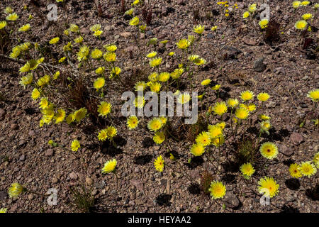 Teppich Blüte der Wüste Löwenzahn, Wildblumen, Dante's View, Death Valley National Park, Death Valley, Kalifornien, Stockfoto