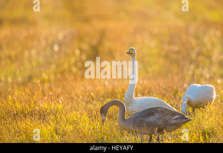 Whooper Schwäne, Cygnus Cygnus, auf einem Feld, einer sucht die Kamera, Norrbotten, Schweden Stockfoto