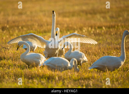 Whooper Schwäne, Cygnus Cygnus, auf ein Feld, eine breitet seine Flügel, Norrbotten, Schweden Stockfoto