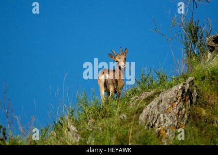 Steinböcke Klettern in den Bergen gegen den blauen Himmel Stockfoto