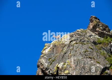 Steinböcke Klettern in den Bergen gegen den blauen Himmel Stockfoto