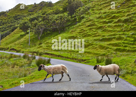 Isle Of Skye, Schottland, Schafe auf der Straße Stockfoto