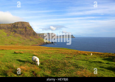 Landschaftlich ist ein Aussichtspunkt auf der westlichsten Punkt von Isle Of Skye, Schottland. Schafe auf der Weide. Stockfoto