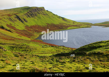 Landschaftlich ist ein Aussichtspunkt auf der westlichsten Punkt von Isle Of Skye, Schottland. Schafe auf der Weide. Stockfoto