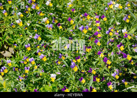Viola Tricolor oder Stiefmütterchen im Blumenbeet im Garten Stockfoto