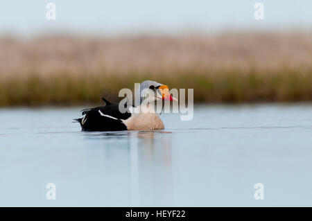 König Eider auf Tundra Teich in der Nähe von Barrow, Alaska Stockfoto