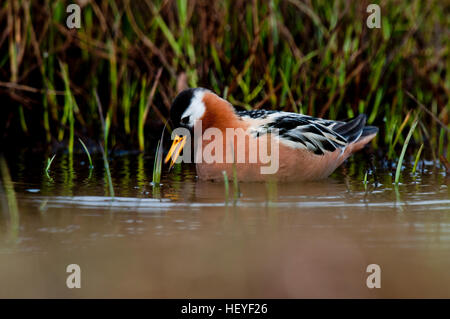 Rot (Phalaropus phalarope fulicaria) Fütterung am Rande von tundra Teich in der Nähe von Barrow Alaska Stockfoto