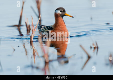 Erwachsene weibliche rote Wassertreter (Phalaropus Fulicaria) auf Tundra Teich in der Nähe von Barrow, Alaska Stockfoto