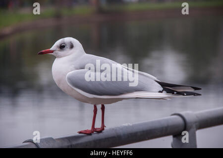 Ein Erwachsener schwarz geleitet Möwe, Chroicocephalus Ridibundus, im Winterkleid Stockfoto