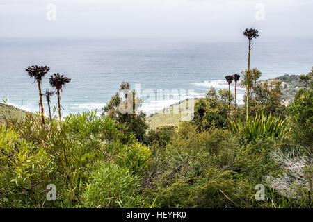 Gouverneur Spiel Lookout - Lilyvale, New South Wales, Australien Stockfoto