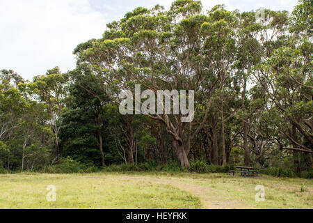 Gouverneur Spiel Lookout - Lilyvale, New South Wales, Australien Stockfoto