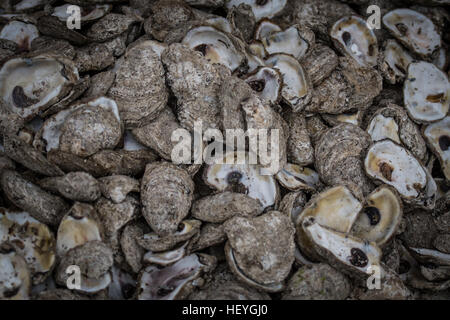 Nahaufnahme von Austernschalen über gesamten Bildbereich Stockfoto