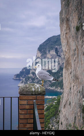 Italienischen Insel Capri Stockfoto