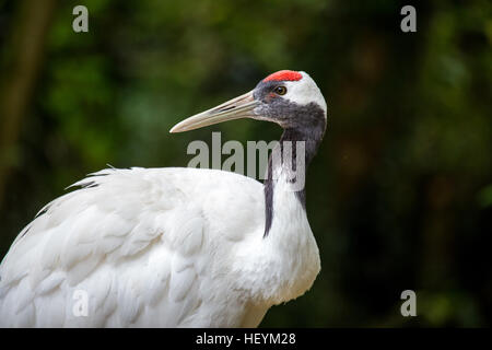 Porträt eines rot-gekrönter Kran, Grus Japonensis oder japanische Kran. In Ostasien wird es als Symbol der Treue, Glück und Langlebigkeit bekannt. Stockfoto