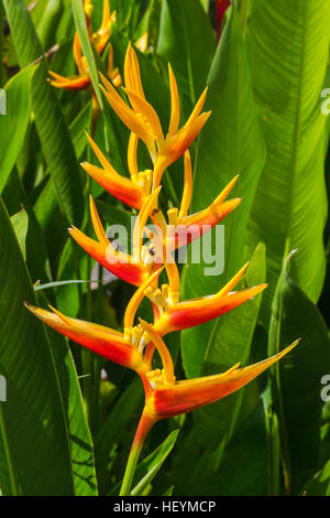 Heliconia Hummer-Krallen Blume im Garten Stockfoto