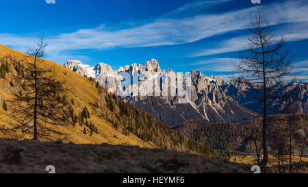 Die Pale di San Martino Berggipfel. Lärchen in Grugola Tal in der Nähe von Calaita. Die Dolomiten. Trentino. Italienische Alpen. Europa. Stockfoto