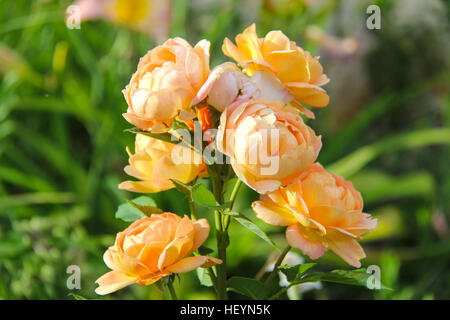 Lady of Shalott Strauch-Rose Stockfoto