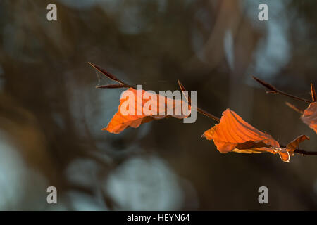 Buche lässt Hintergrundbeleuchtung durch die Wintersonne. Stockfoto