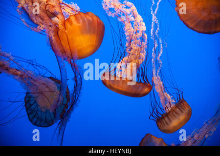 Monterey Bay Aquarium, Kalifornien, USA, Vereinigte Staaten von Amerika, Stockfoto