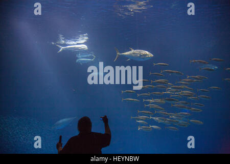 Monterey Bay Aquarium, Kalifornien, USA, Vereinigte Staaten von Amerika, Stockfoto