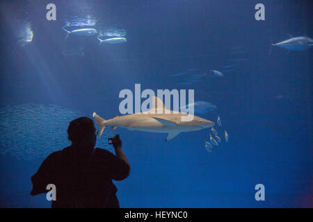 Monterey Bay Aquarium, Kalifornien, USA, Vereinigte Staaten von Amerika, Stockfoto