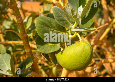 Sahara Wüstenpflanze Sodom Apple oder Stabragh (Calotropis Procera). Südwestlichen Marokko, Merzougha. Stockfoto