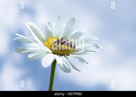 Karierte Käfer (Trichodes Apiarius) auf Marguerite oder Oxeye Daisy (Leucanthemum Vulgare) Stockfoto