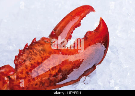 Rote Hummergreifer auf crushed-ice Stockfoto