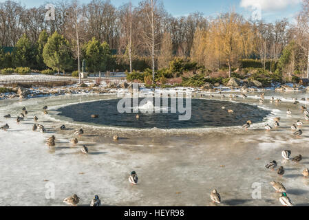 Enten auf Winter See im Park. Stockfoto