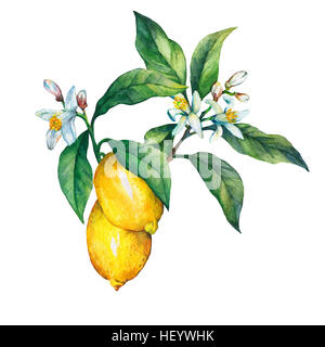 Zweig der frische Zitrusfrüchte Zitrone mit grünen Blättern und Blumen. Handgezeichnete Aquarell auf weißem Hintergrund. Stockfoto