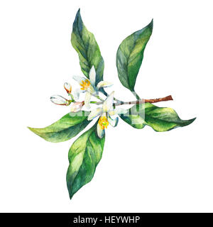 Zweig der Zitrone mit grünen Blättern und Blumen. Handgezeichnete Aquarell auf weißem Hintergrund. Stockfoto