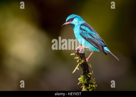 Blaue Dacnis männlich (Dacnis Cayana) - Laguna del Lagarto Lodge, Boca Tapada, Costa Rica Stockfoto