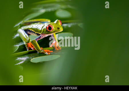 Rotäugigen Baumfrosch - La Laguna del Lagarto Lodge - Boca Tapada, San Carlos, Costa Rica [kontrollierte Probe] Stockfoto