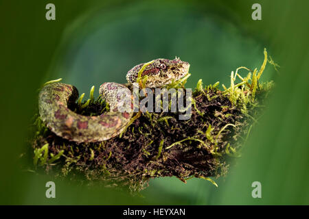 Wimpern-Viper (Bothriechis Schlegelii) - Laguna del Lagarto Lodge, Boca Tapada, Costa Rica [kontrollierte Probe] Stockfoto